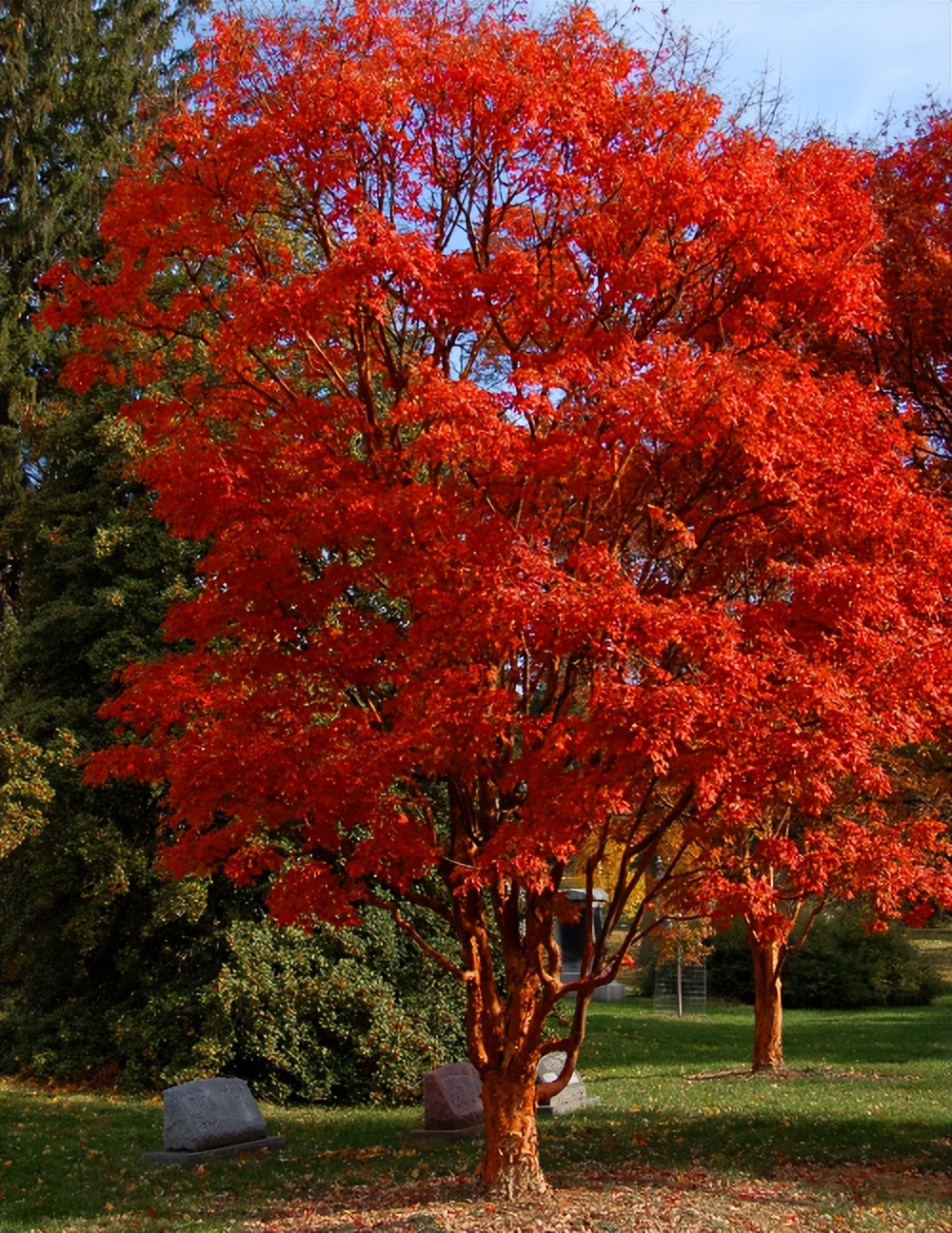 绿化一棵景观树多少钱,一百亩地的绿化树值多少钱