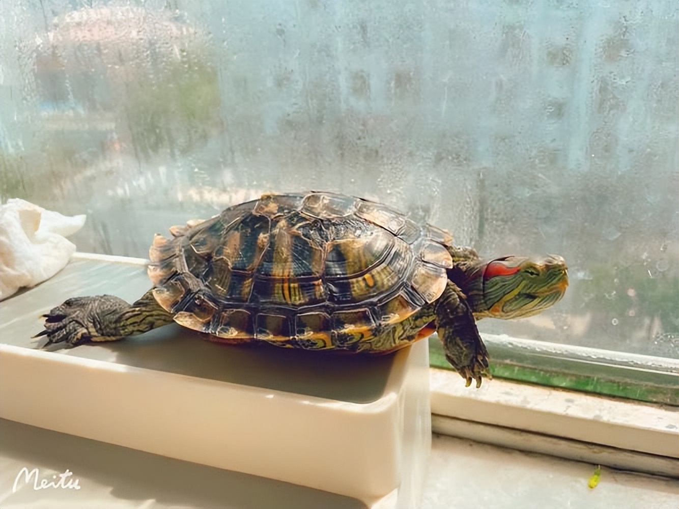 巴西红耳龟的饲养方法,成年大巴西龟红耳龟冬眠用什么土