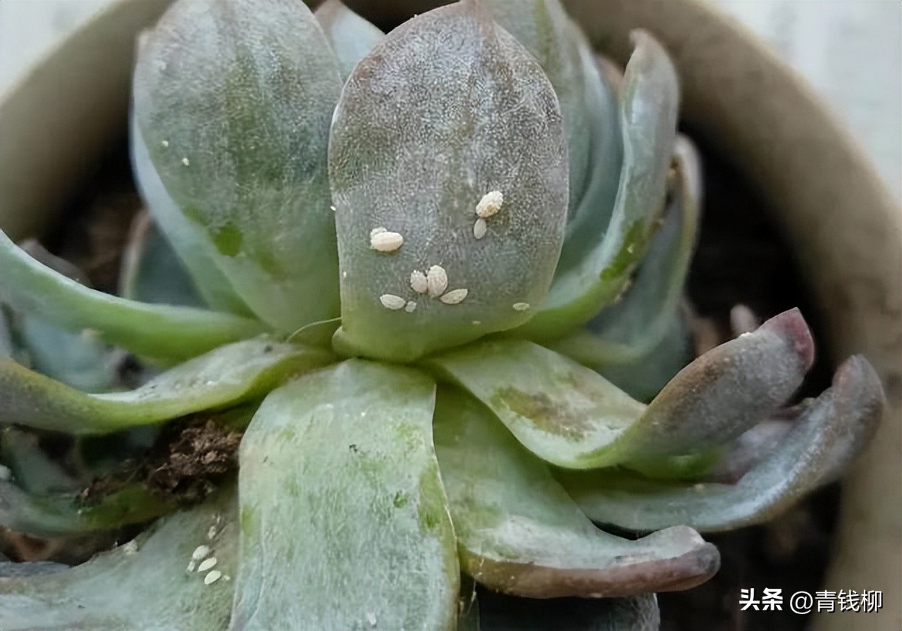 阳台月季病虫害防治对照表,室内花卉虫害怎么消灭