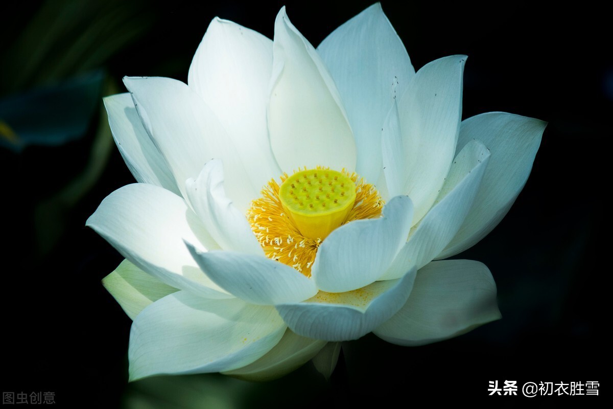 白荷花原创诗,水墨荷花诗句经典名句大全