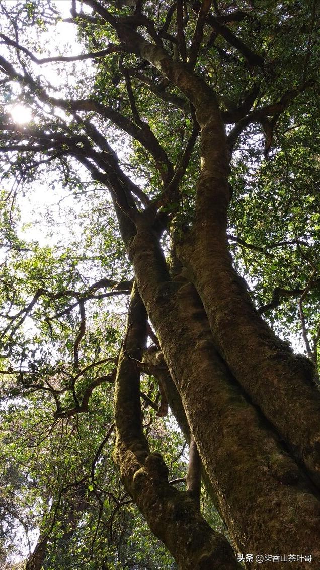 野生茶适合做什么茶,野生茶叶好喝吗