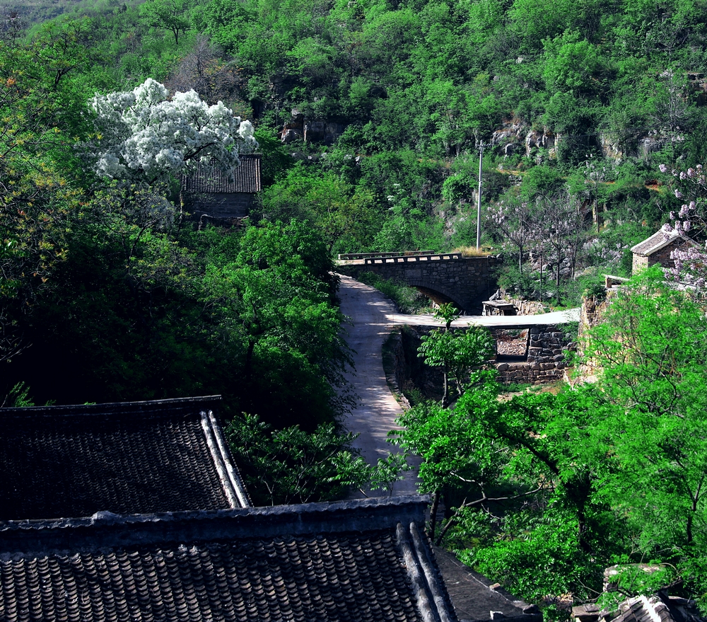 石大沟的流苏花,石大沟村流苏