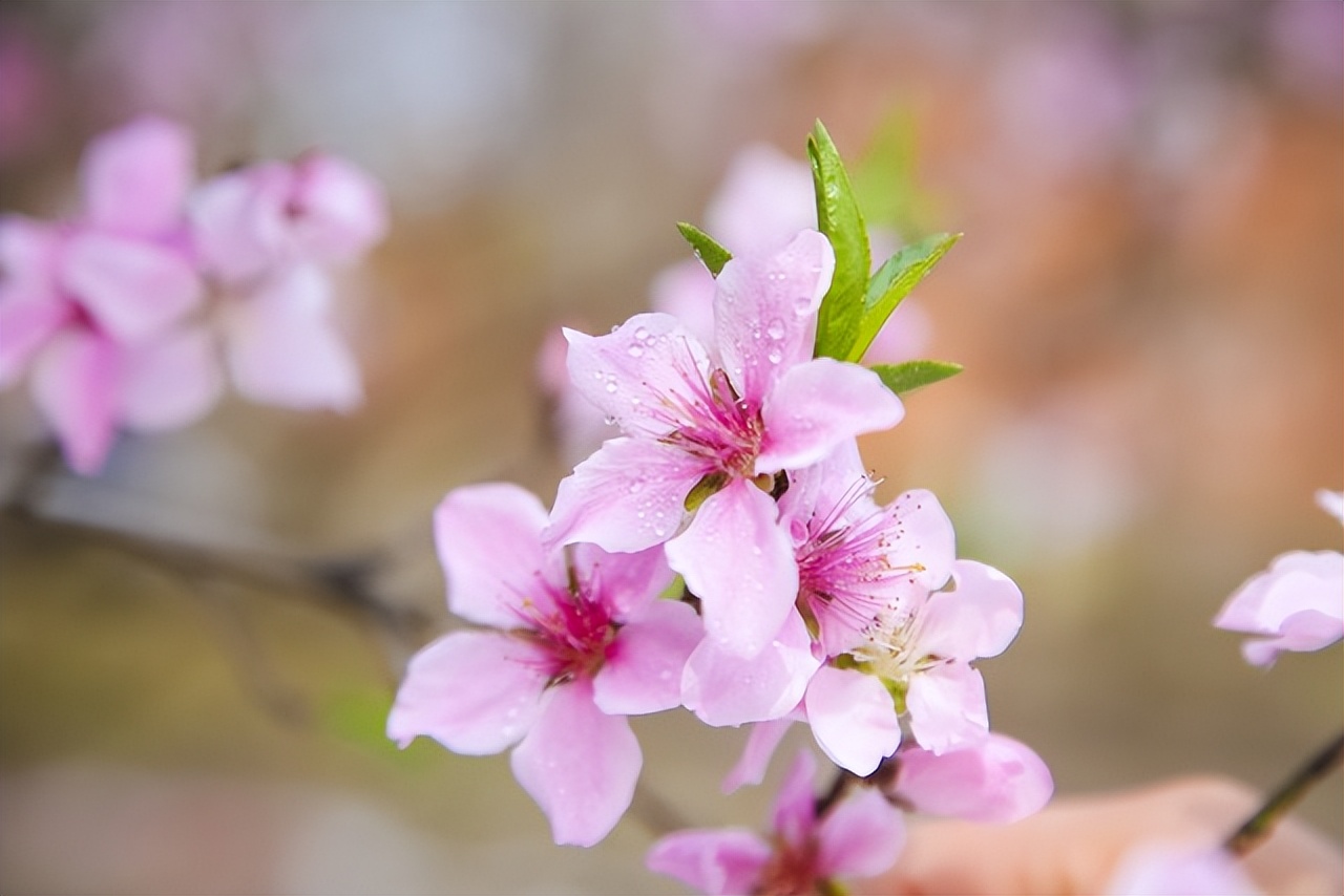 关于春天桃花的诗,一年四季桃花的诗句