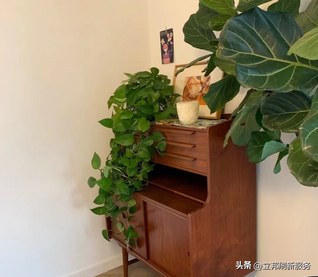 这些都是带有香味适合家养的绿植,适合放在家里的好养的绿植