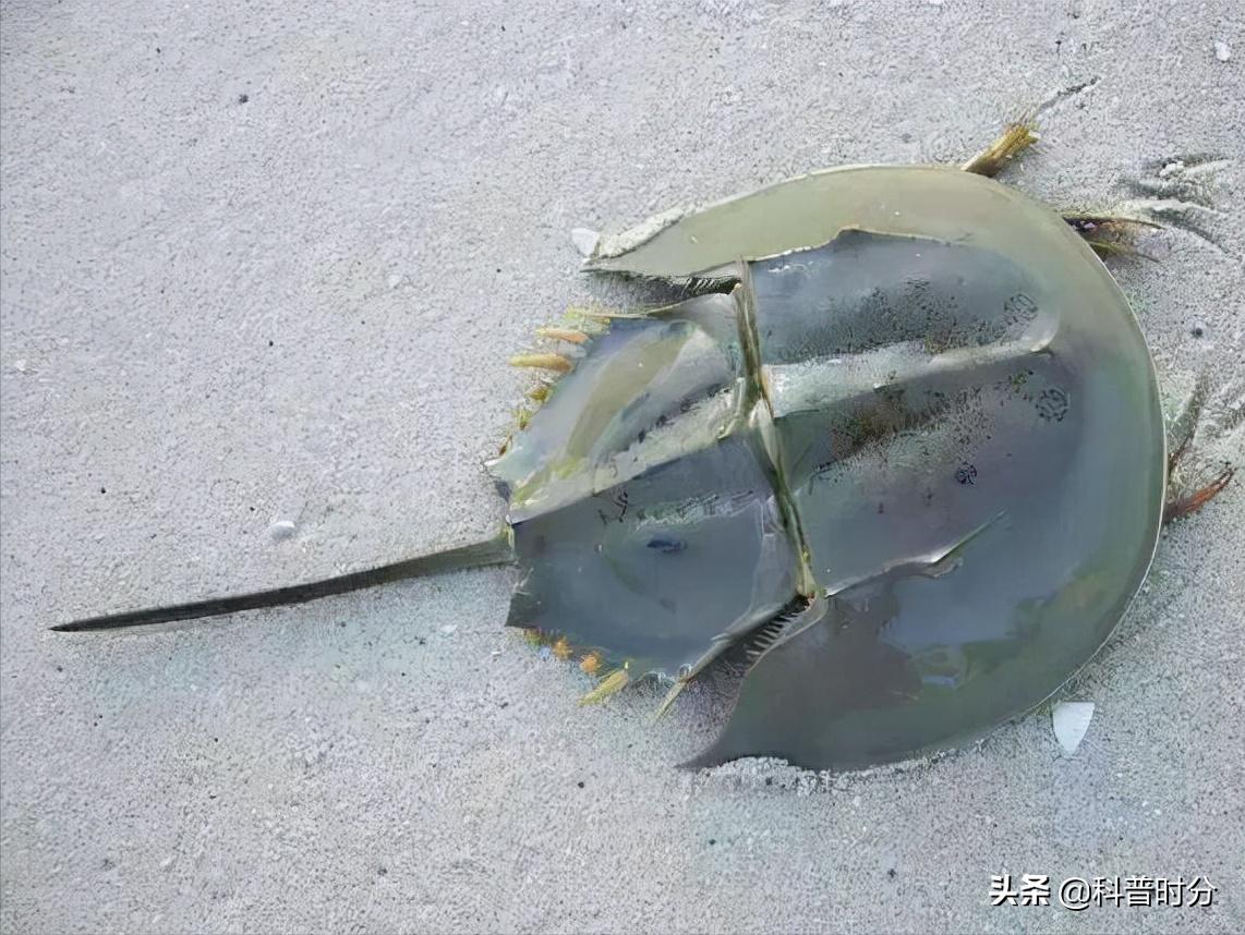 4亿岁生物被疯狂抽血,4亿多年蓝色血液引人类陷入绝境