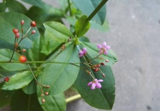 清明期间开的野花有哪些,清明节野花