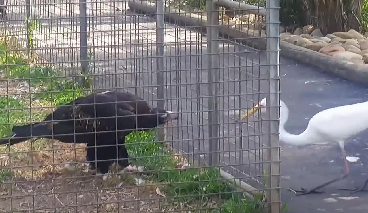 螳螂大战100只世界上最弱的蚂蚁,七大食肉动物大战大象和犀牛