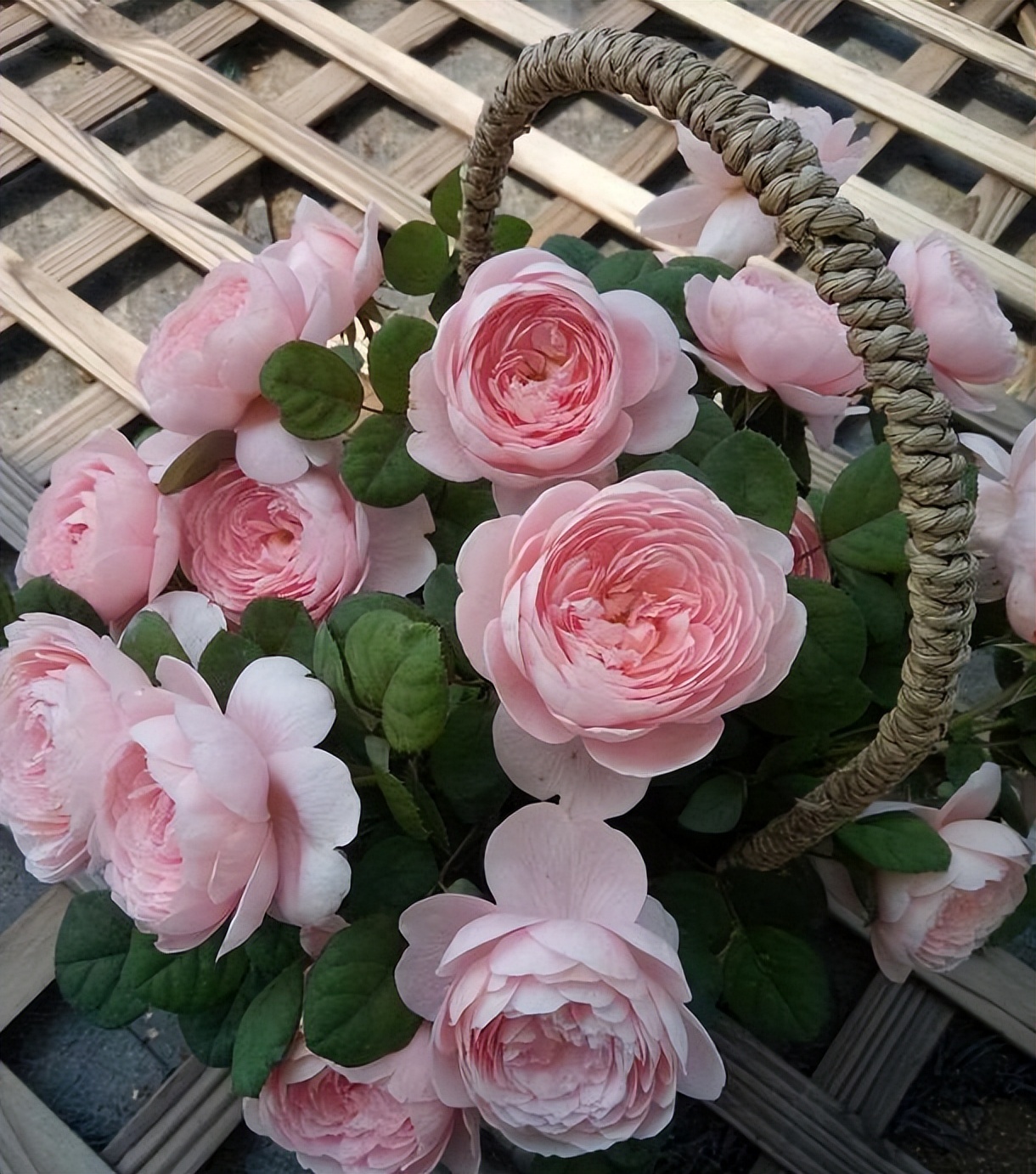 月季花品种瑞典女王是四季开花吗,瑞典女王和其他哪款月季花型相似