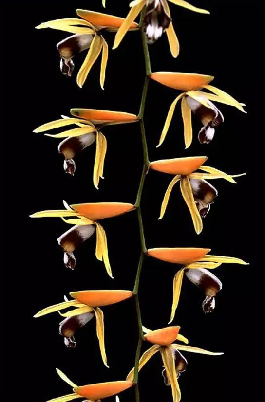 十种最有名的兰花图片,最美的100种兰花图片