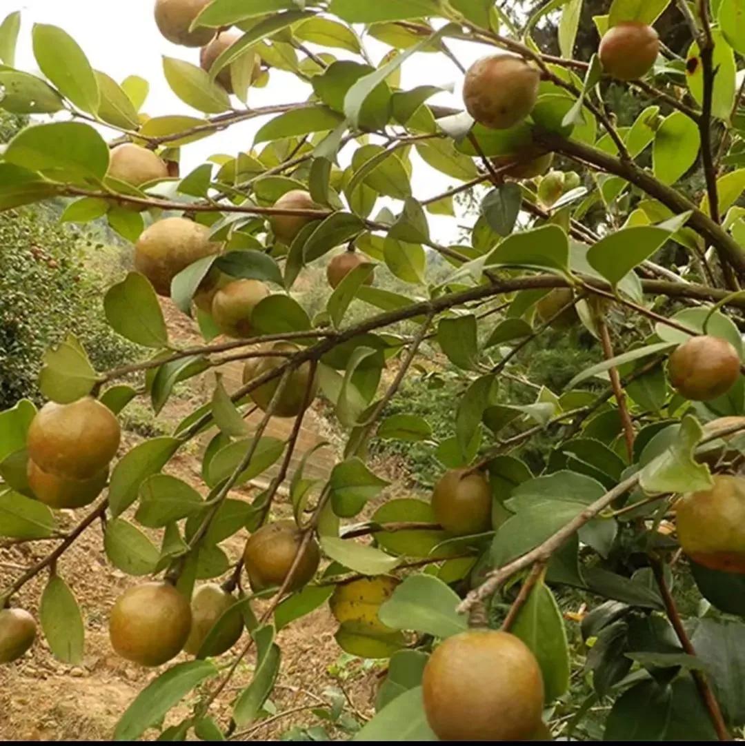 植物多样性的认识,怎么快速认识植物