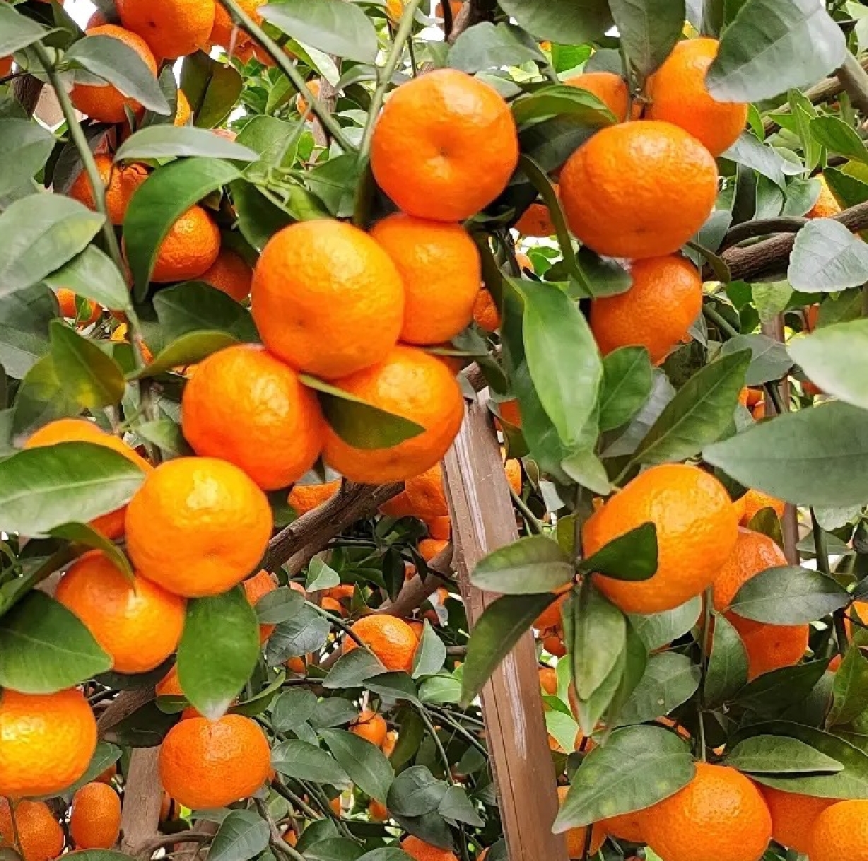 春节前行情会上涨的3种蔬菜,春节期间最热门的生意