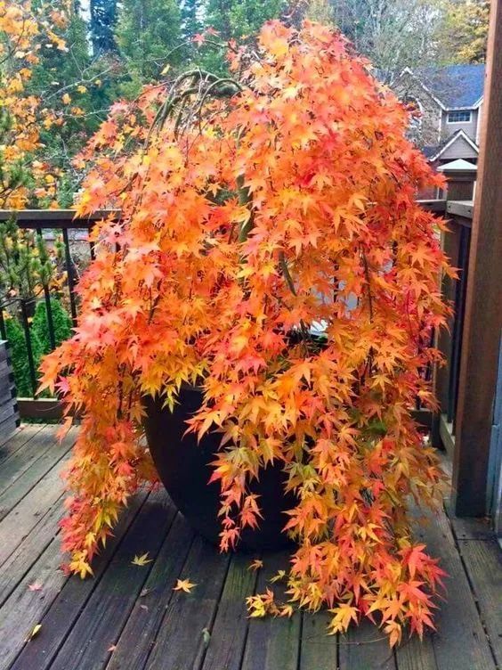 「秋天必看」枫树图鉴22年版——鸡爪枫及日本枫篇