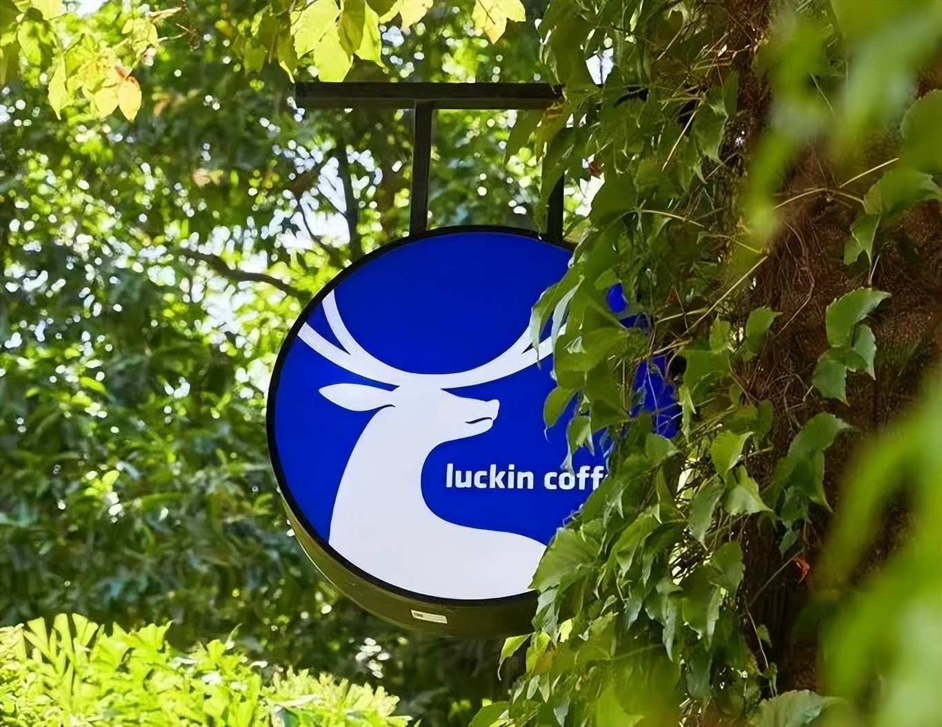 瑞幸联名椰树卖了多少杯,椰树瑞幸联名解析