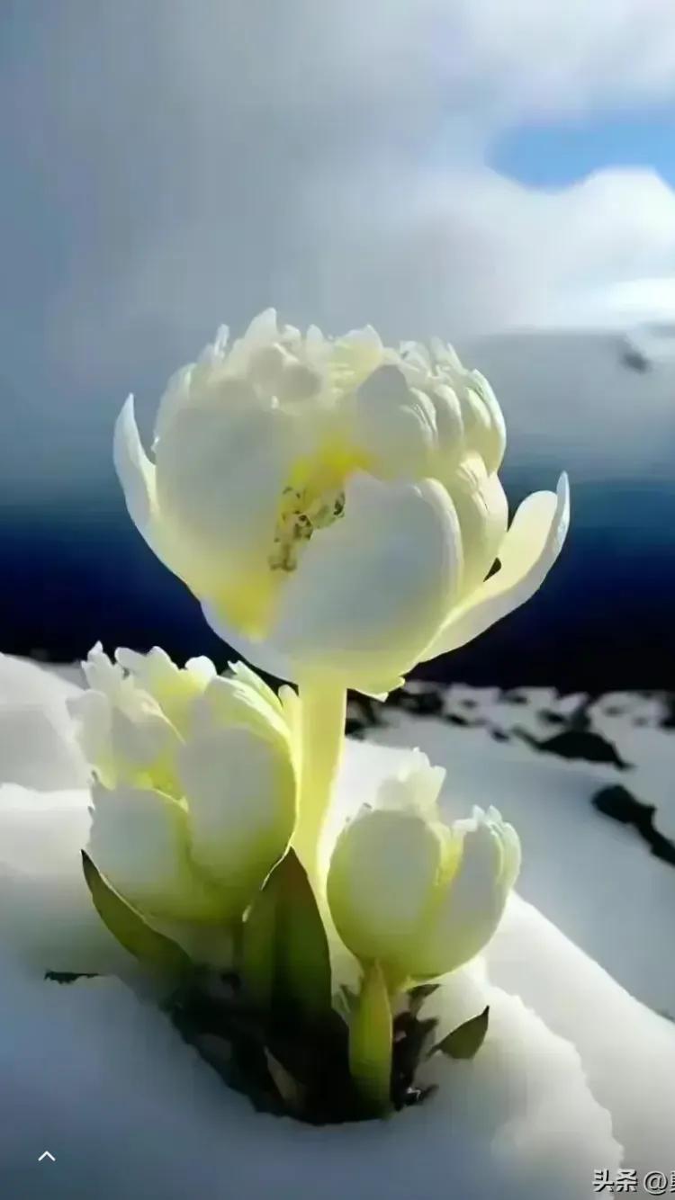 新人*今条头日**粉丝成长攻略:一日粉丝破百妙法!