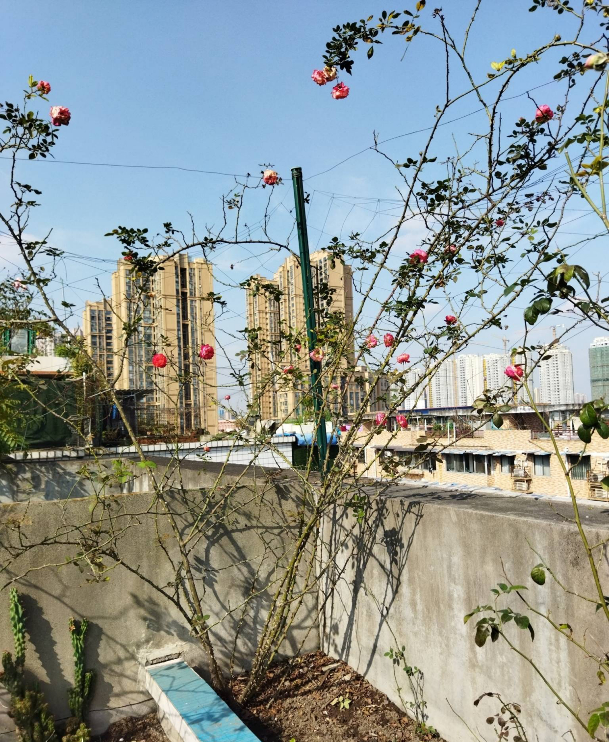 养月季花技巧藤本月季,最适合养的藤本月季