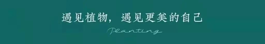 百合种类名称及图片及花语,可以入药的百合品种