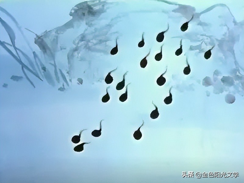 可爱的小蝌蚪找妈妈,可爱的蝌蚪图片