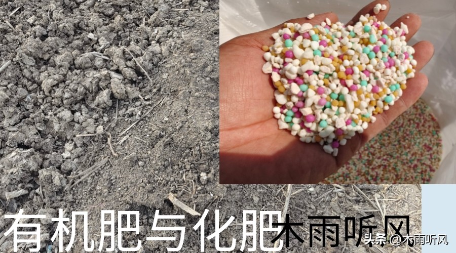 柑橘施什么肥增甜?柑橘不甜的原因与施肥措施