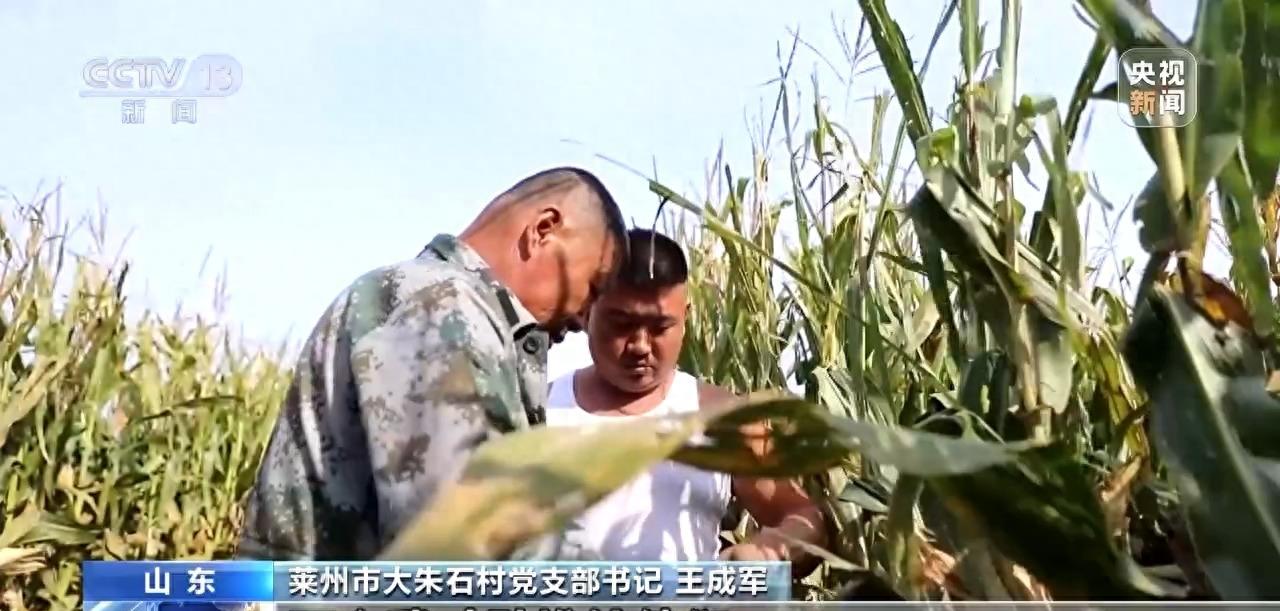 庄稼丰收但无人收割,庄稼丰收但无人收割来自什么俗话