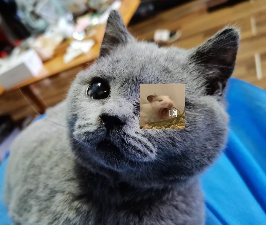 宠物医生，幼猫不到2个月两只眼睛都溃烂了，怎么办？