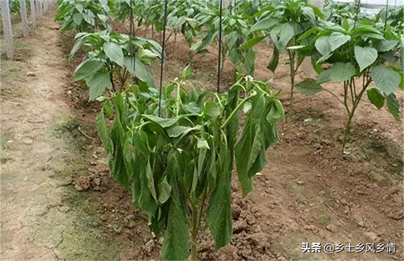 预防辣椒死棵用什么药,辣椒死秧怎么防止
