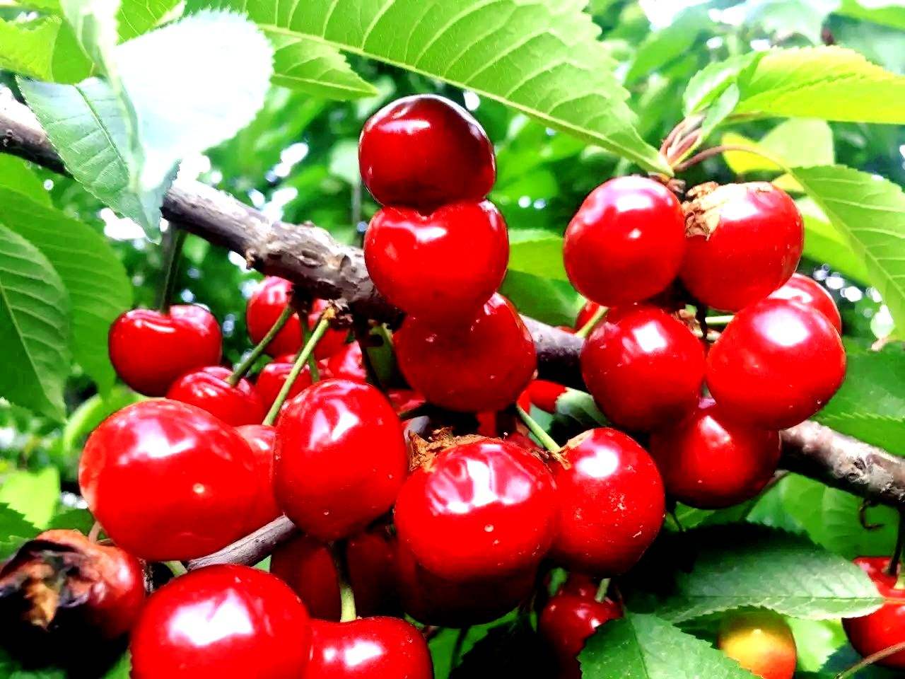 甘肃的什么地方的水果最好吃,甘肃的特色水果是什么