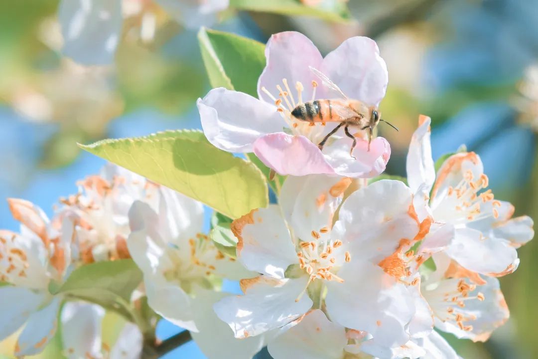 春天的花朝河湾，满屏都是花花花花