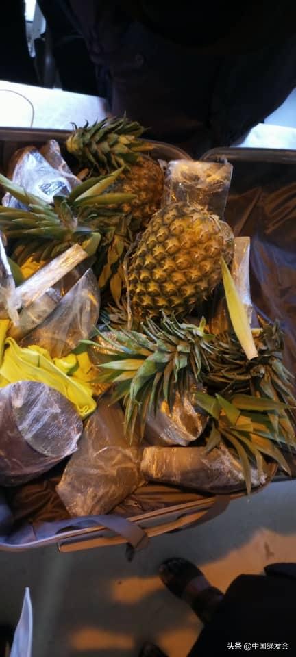 触目惊心澳大利亚,澳大利亚的袋鼠有多吓人