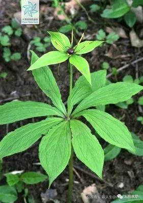 七叶一枝花神农四宝,神农七叶一枝花