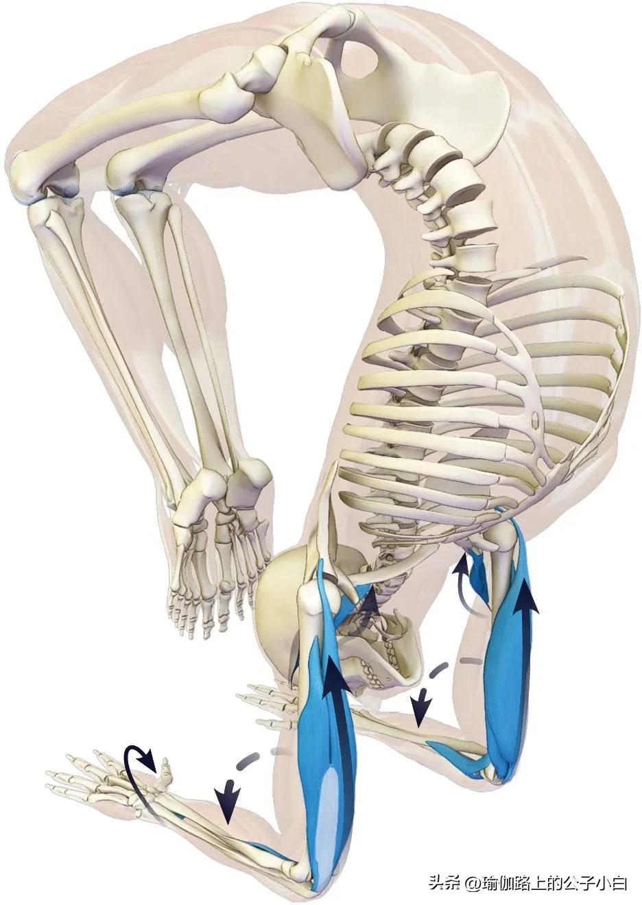 瑜伽解剖体式哈他,瑜伽解剖体式讲解