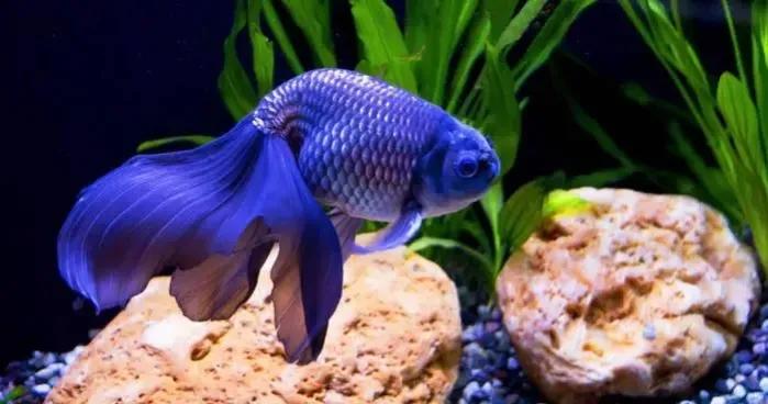 各种漂亮鱼的名称及图片,漂亮可爱的海水观赏鱼