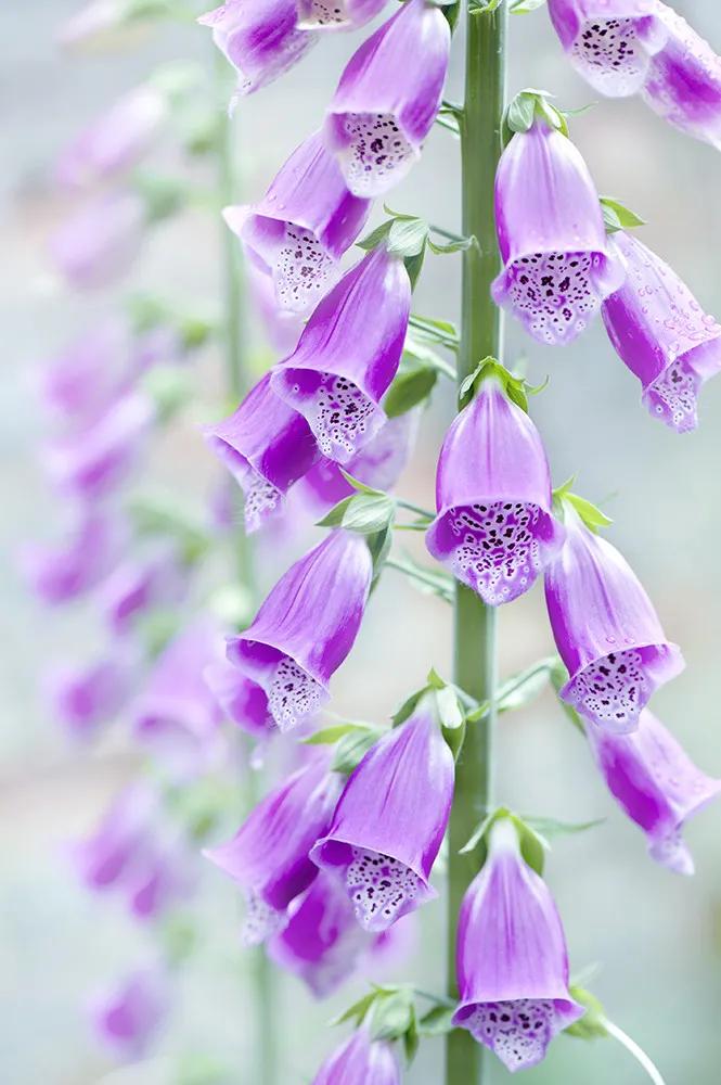 这二十幅极品花卉越看越醉,超好看又耐看的花卉图