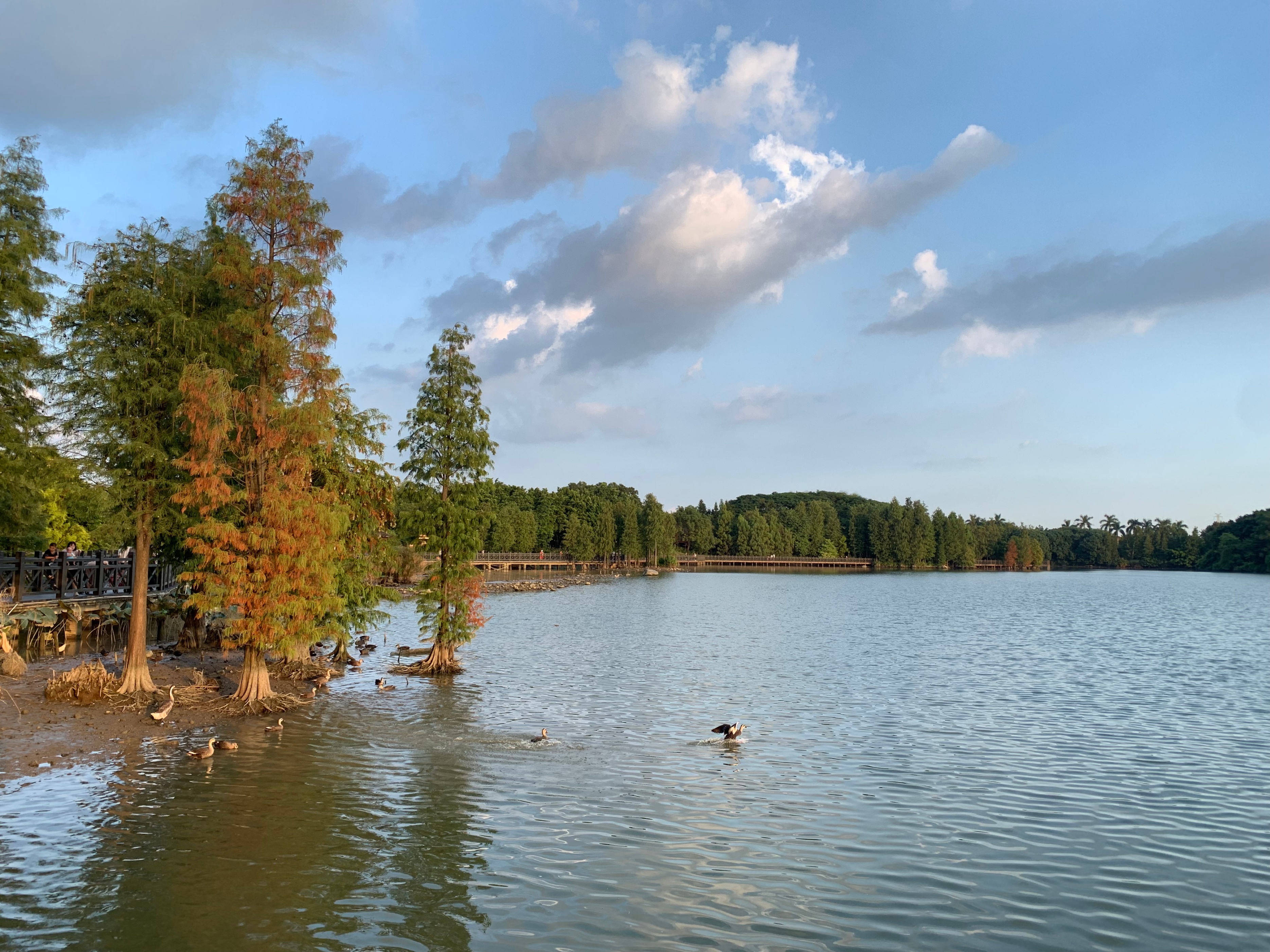 2022海珠湖公园春节游玩,海珠湖湿地公园最佳游玩时间