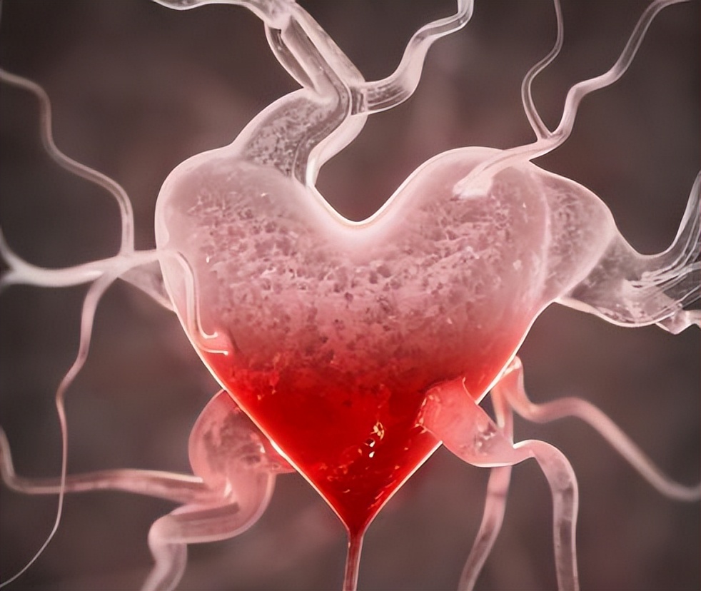 心跳快与心跳慢哪种寿命长,心跳快慢和长寿