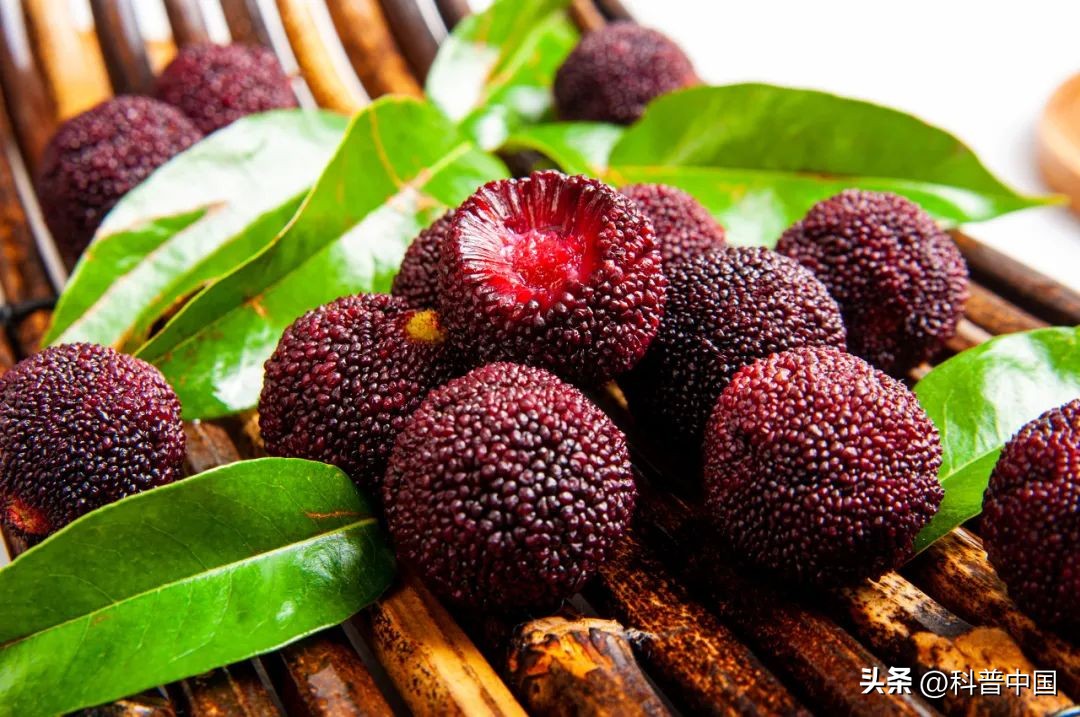 杨梅有虫能放心吃吗,杨梅有虫能放心吗