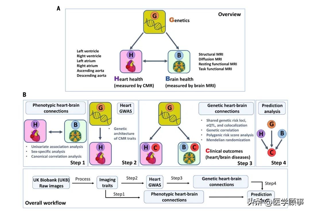 心脏不健康的指标,大脑和心脏有哪些危害