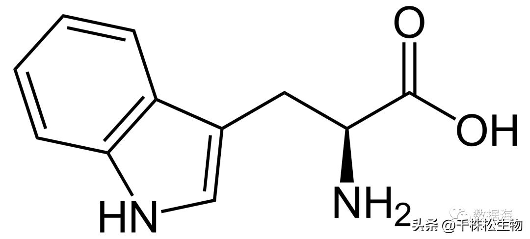 色氨酸是氨基酸,色氨酸和氨基酸的区别