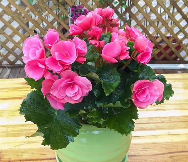 百花齐放春意浓群芳争艳,百花齐放喜迎新春