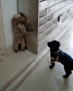 泰迪犬总会“舔人”，很脏吗？别误会，其实它想跟你说这些事