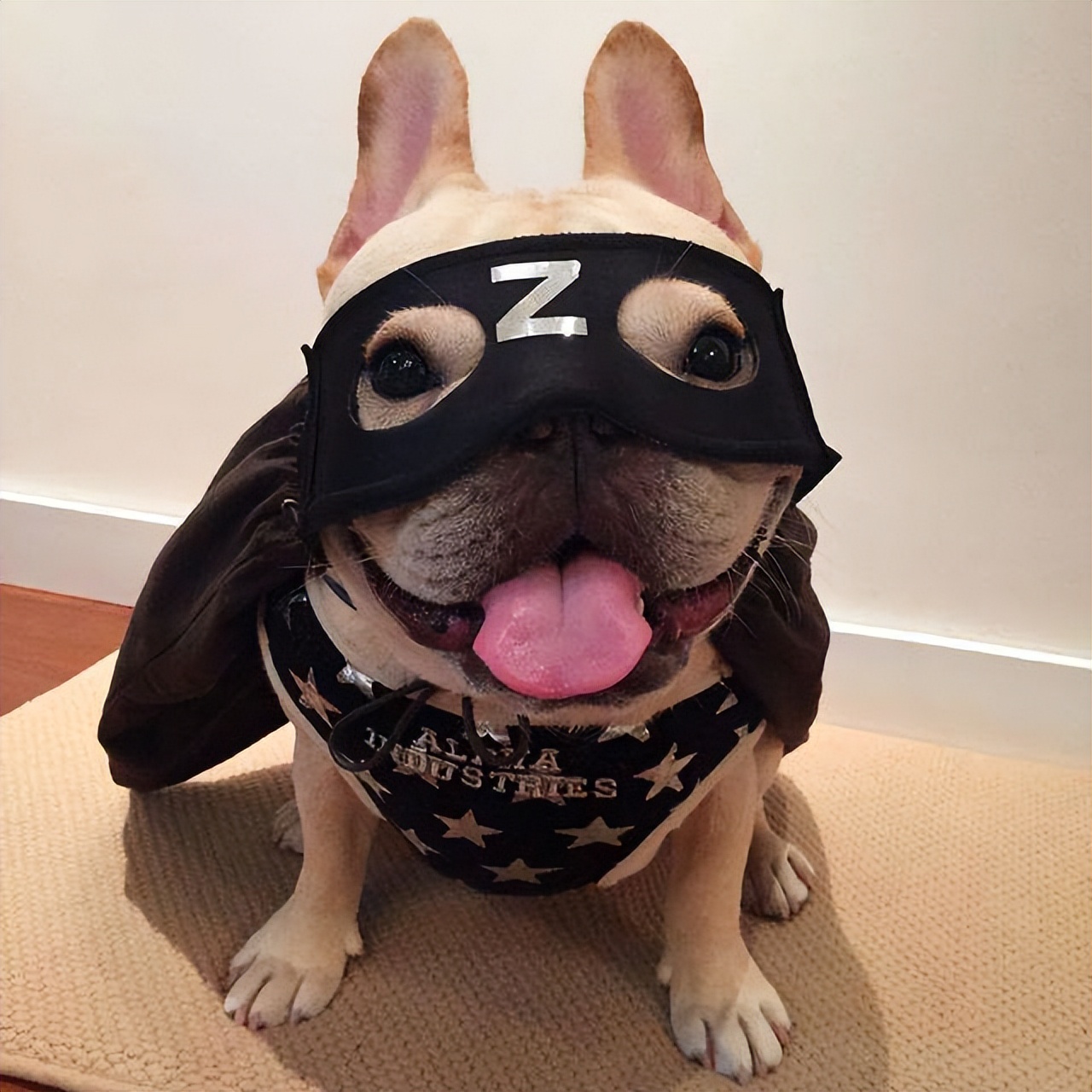 法斗为什么不招狗待见,法斗为何不招其他狗待见