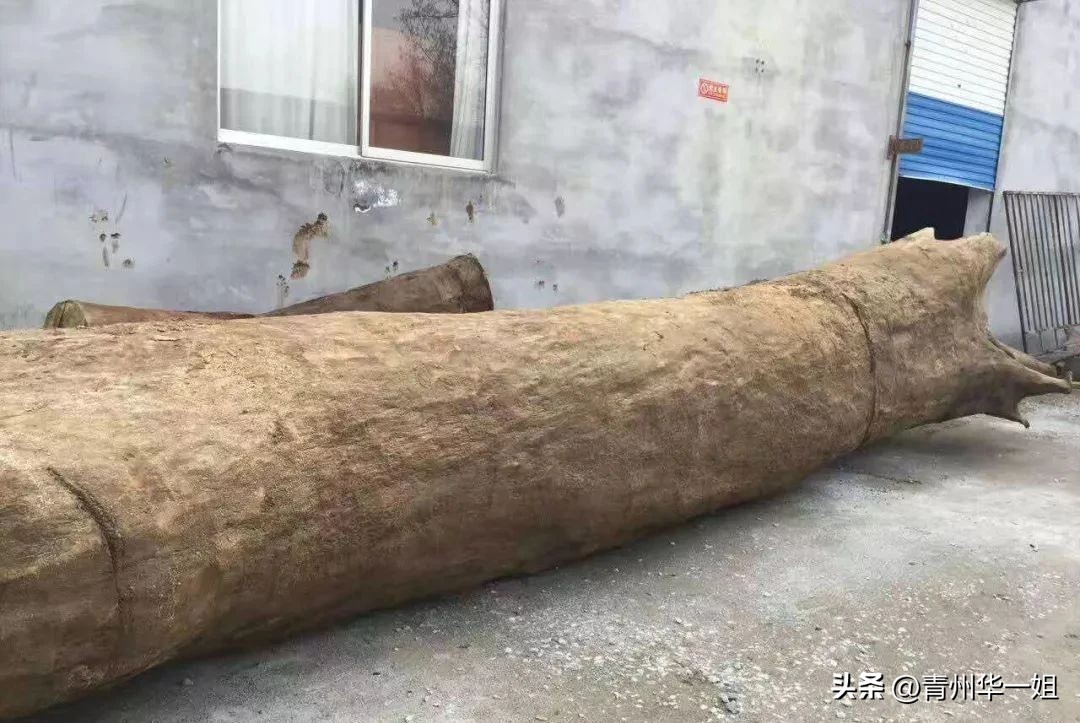 顶级金丝楠乌木有收藏价值吗,金丝楠阴沉木乌木小叶桢楠碳化木