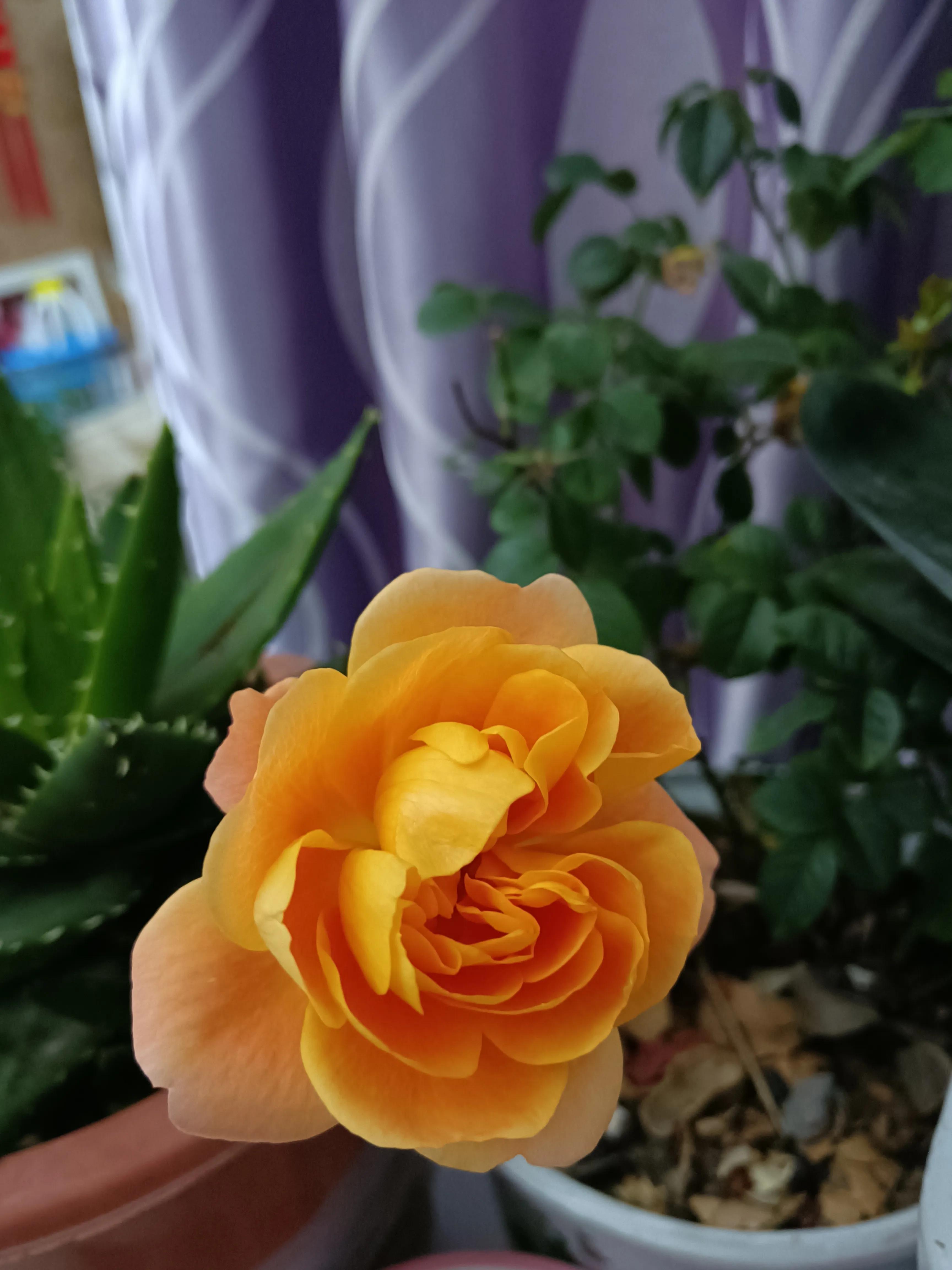 冬日里的向阳花,开在冬日的向阳花