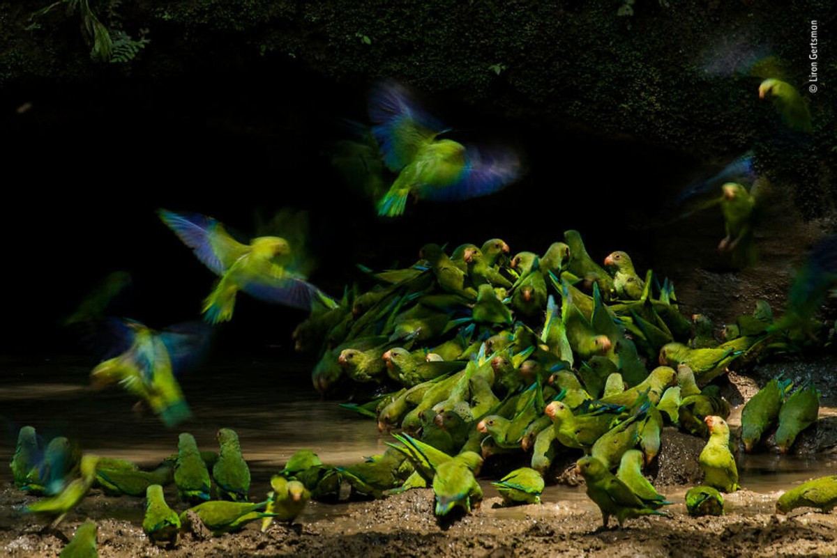 2019年最佳野生动物照片,2022年搞笑野生动物摄影作品