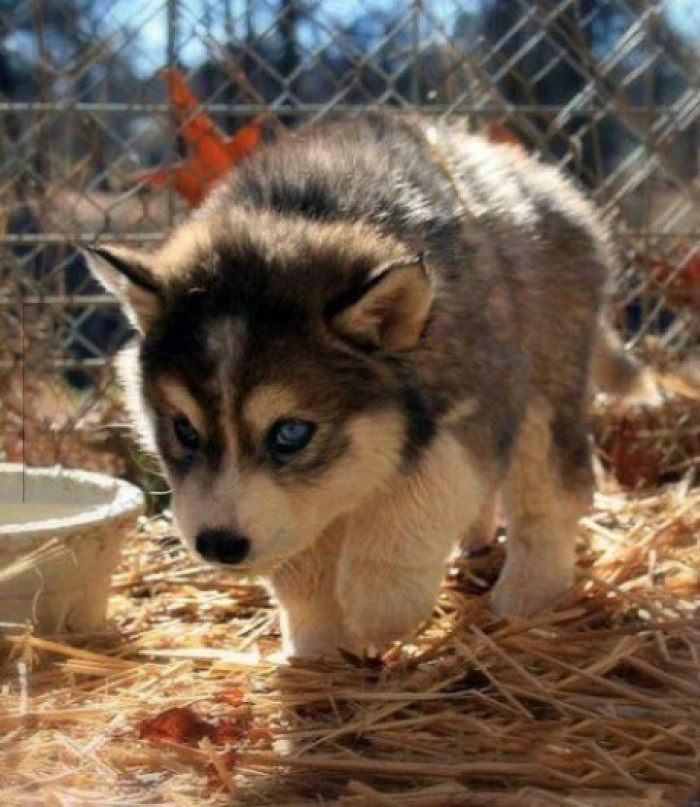 新疆姑娘回家被狼群包围,新疆姑娘遇到狼群