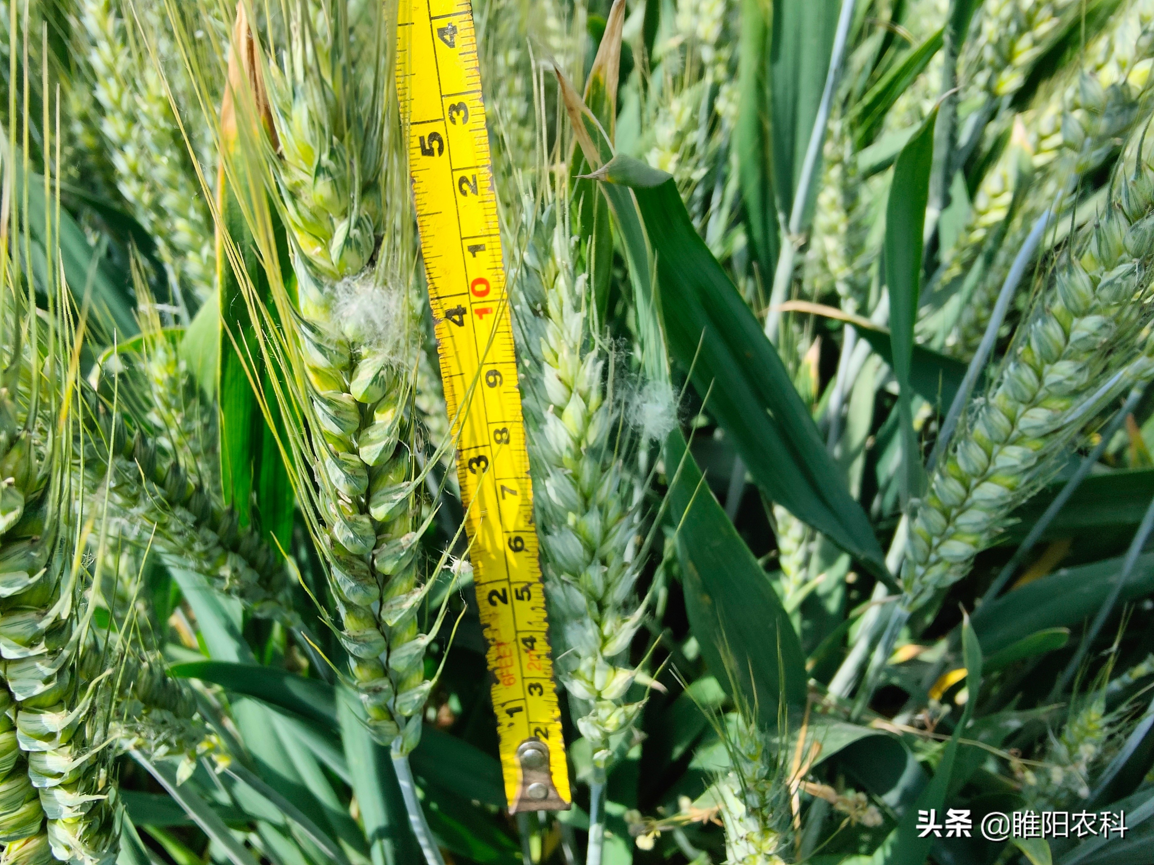 强筋小麦比普通小麦产量高吗,高产小麦和强筋小麦