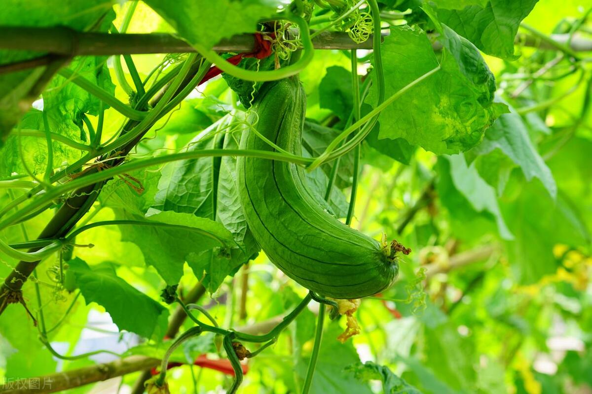 农产品互联网电商怎么做,怎么利用互联网平台销售农产品