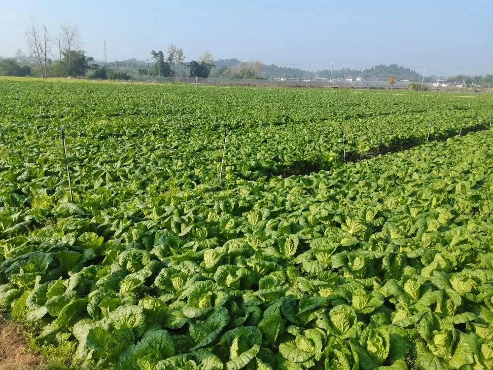 农产品产销对接小程序,农产品网上对接产销