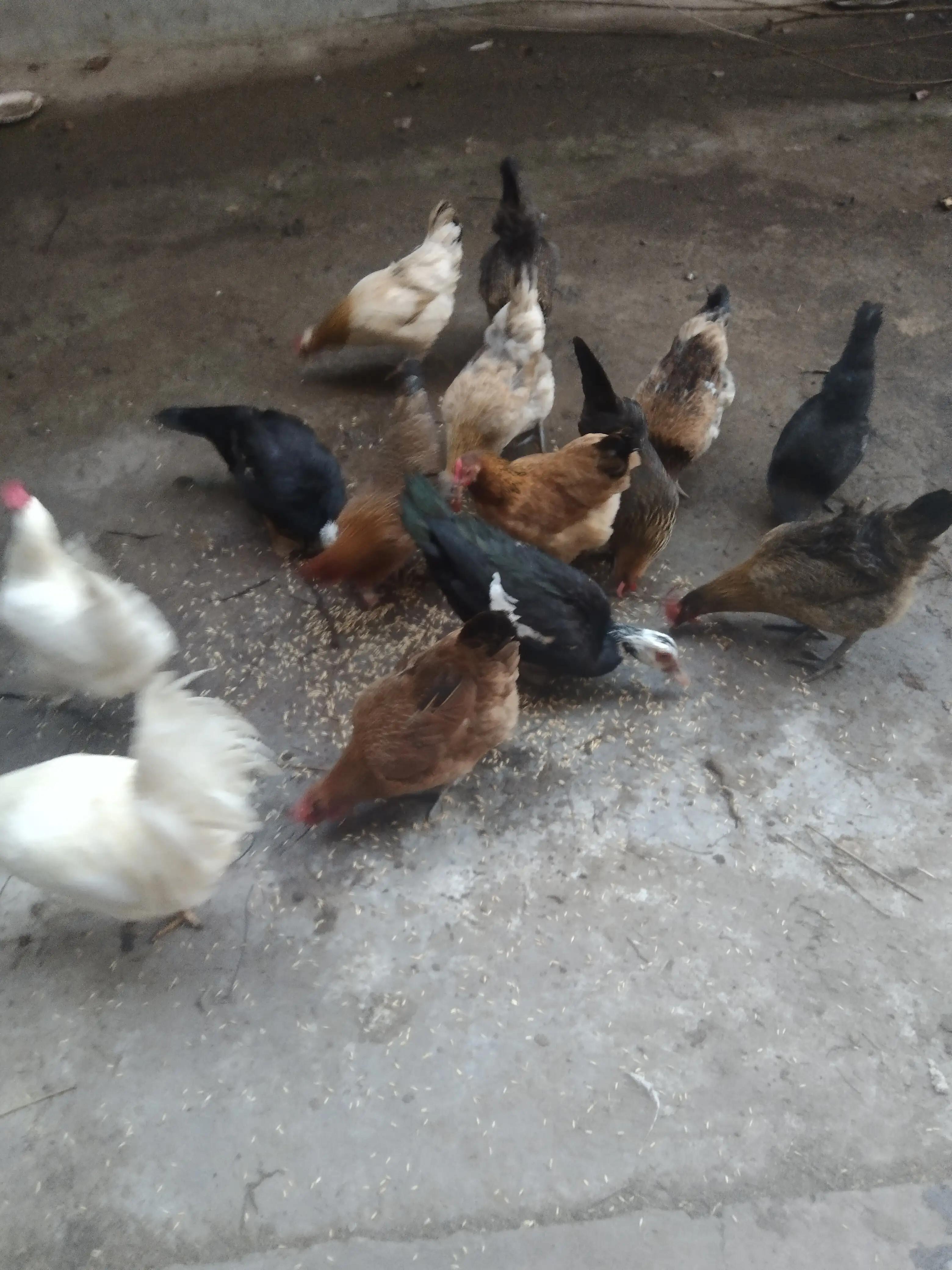 哪个品种的土鸡产蛋量多,散养土鸡公鸡比母鸡多影响产蛋吗