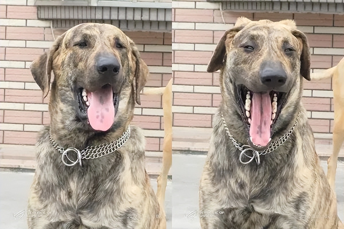 狗子一看主人没带它着急说人话,狗子一出门就激动不听指令