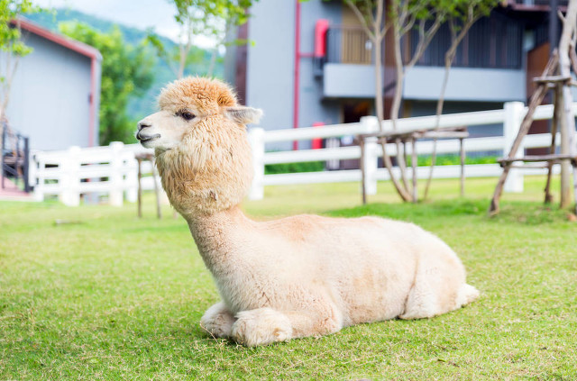 羊驼可以作为观赏动物,世界上有羊驼这种动物吗